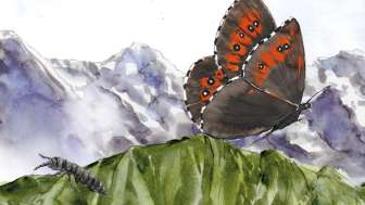 Wo bist du, kleiner Challifloh?