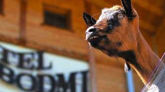 Ziegen beobachten durch eine Spiegelglasscheibe