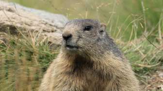 Geführte Wildbeobachtung